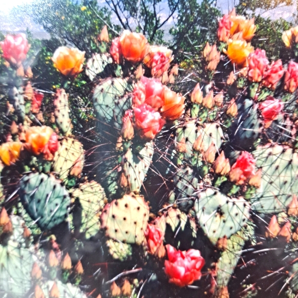 Harry Bowden "Boquillas Spring" Framed & Matted Photo Signed Limited Edition - Picture 6 of 14